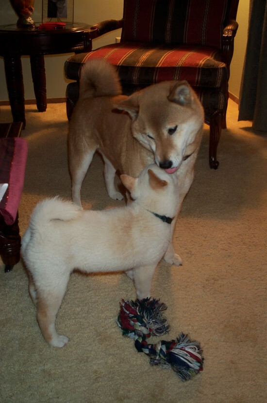 爱游戏app-辽宁飞豹季后赛关键比赛中展现强悍意志，辽宁飞豹吧